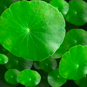 Centella Asi&aacute;tica