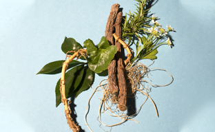 Complejo de 7 extractos de plantas