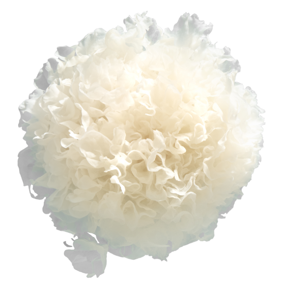 Snow Mushroom