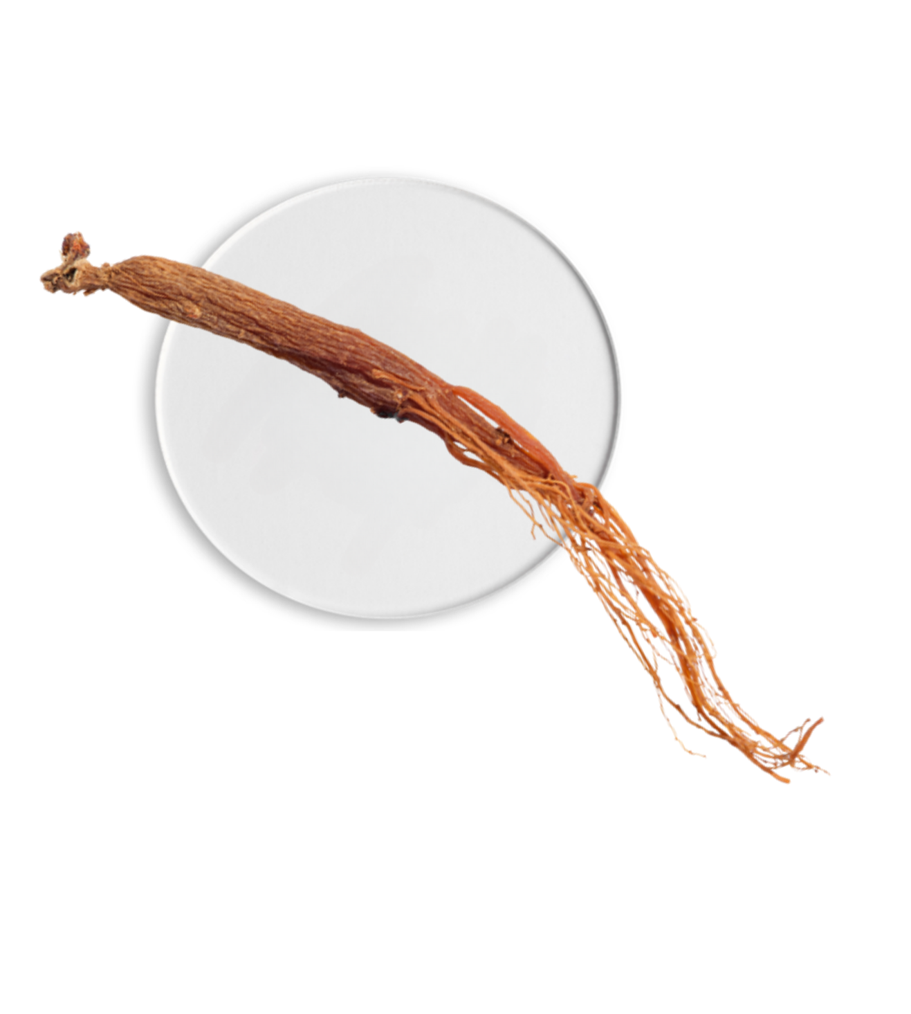 Complejo de Ginseng Blanco
